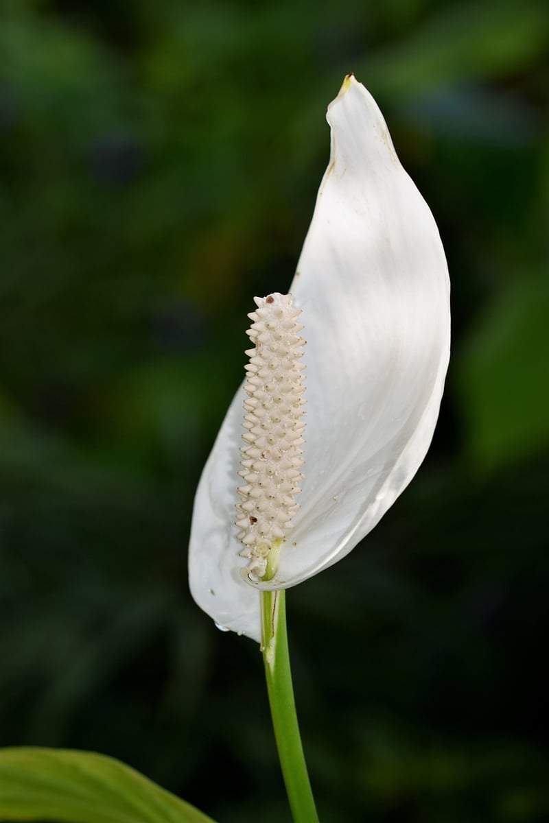Corpse Flower